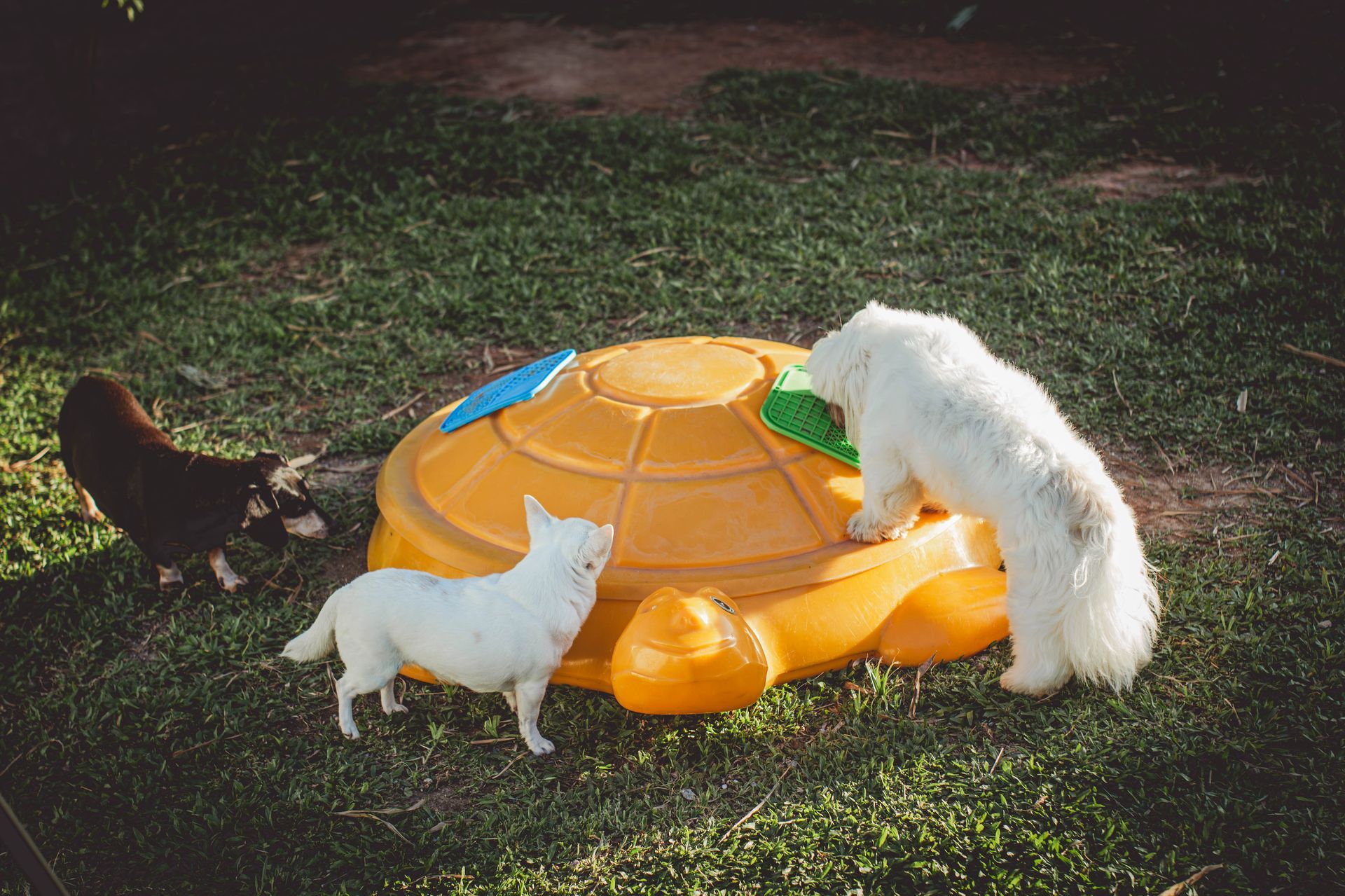 Três cachorros estão brincando com uma tartaruga de brinquedo na grama.