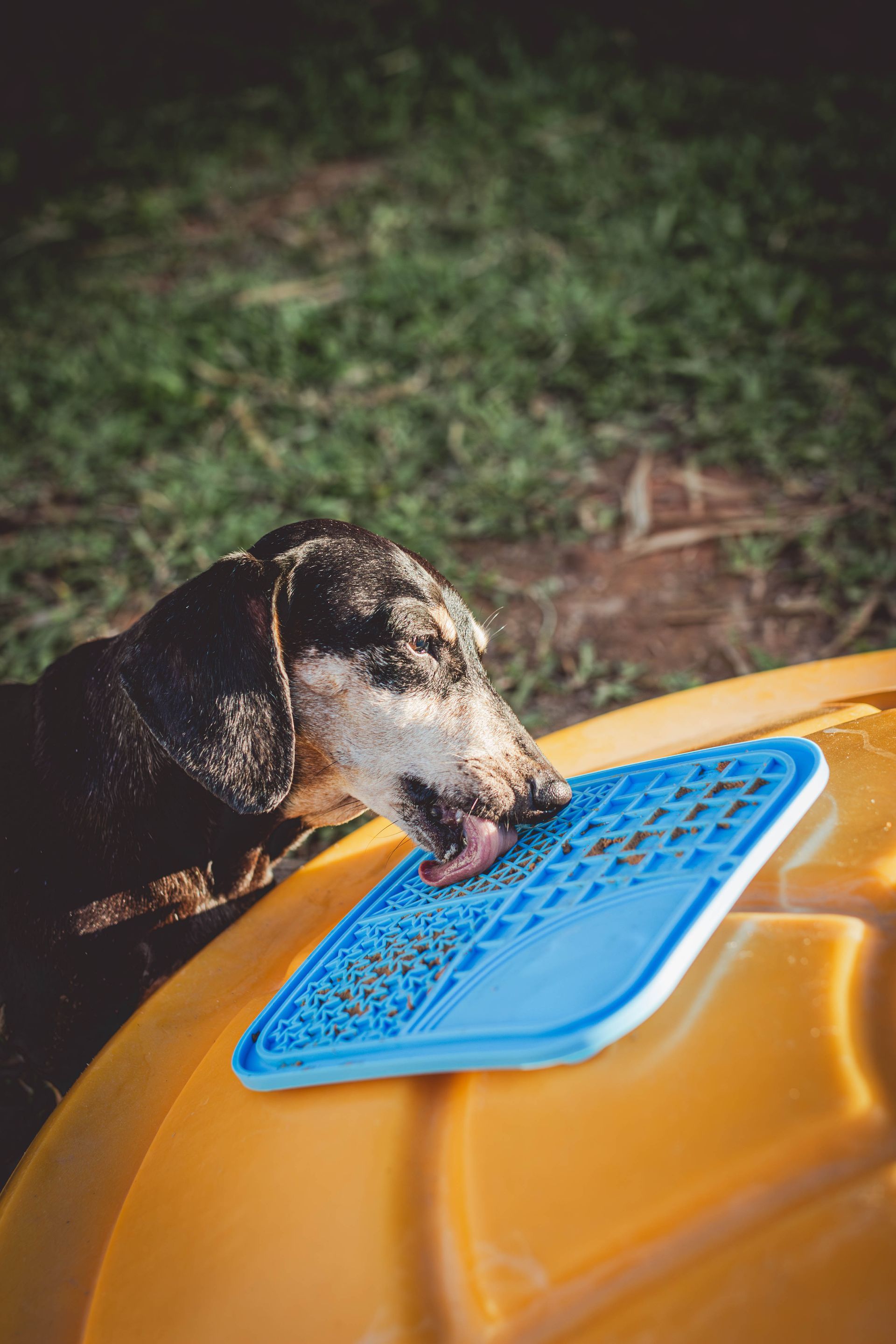 Um dachshund está bebendo água de uma bandeja azul.