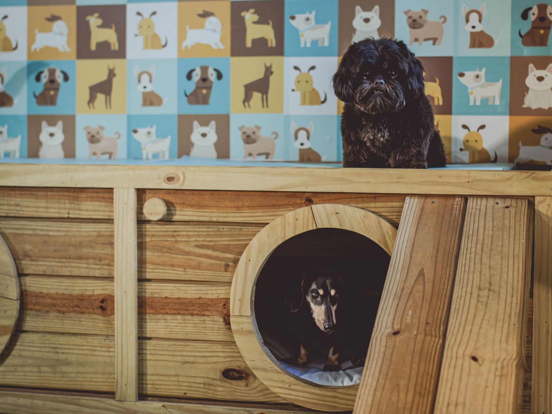 Dois cães estão sentados em uma casinha de madeira.