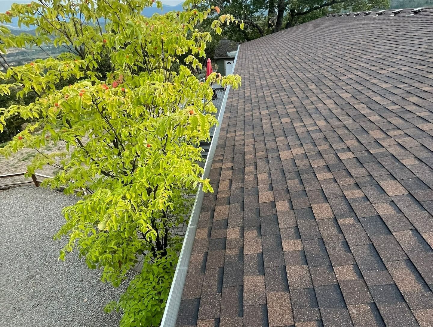 A view of a shingled roof and gutter edge next to a bright green leafy tree.