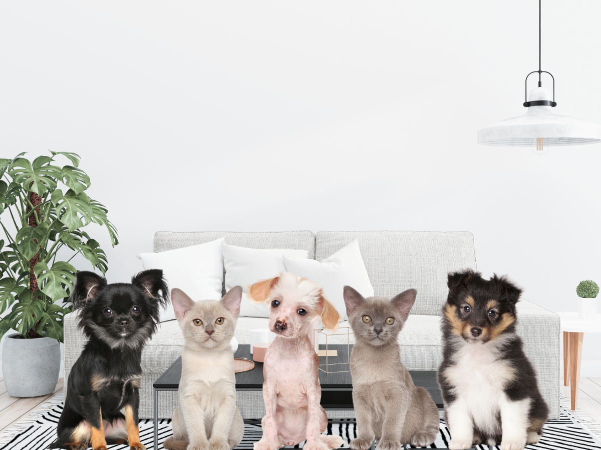 Image of pets at home