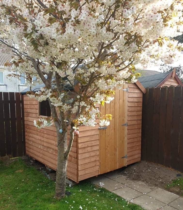 A wooden shed in a backyard next to a tree with white flowers.