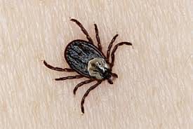 Facts About Tick — Pittsburgh, PA — Complete Pest Control Services
