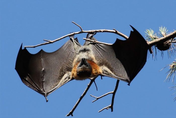 Bat Hanging On The Branch — Pittsburgh, PA — Complete Pest Control Services