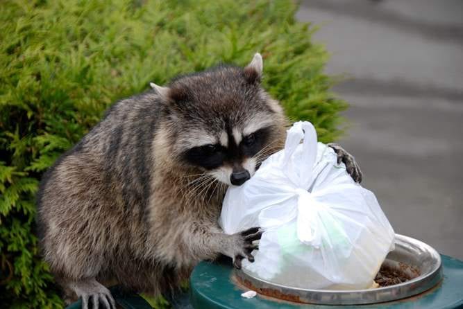 Racoon Getting Garbage — Pittsburgh, PA — Complete Pest Control Services