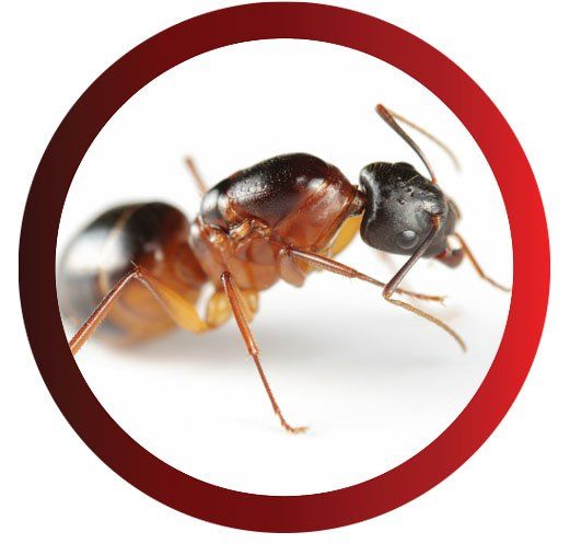 Carpenter Ant — Pittsburgh, PA — Complete Pest Control Services