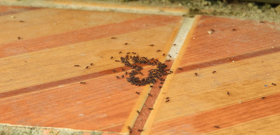 Ant Colony — Pittsburgh, PA — Complete Pest Control Services
