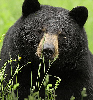 Black Bear — Pittsburgh, PA — Complete Pest Control Services