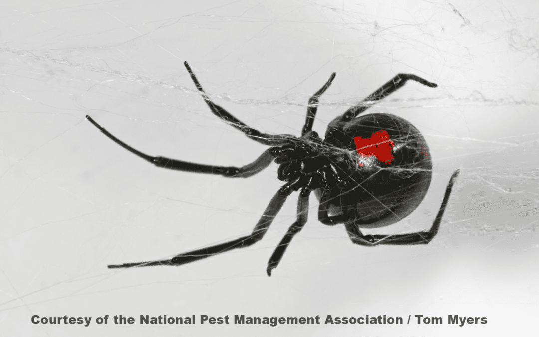 Black Widow Spider — Pittsburgh, PA — Complete Pest Control Services