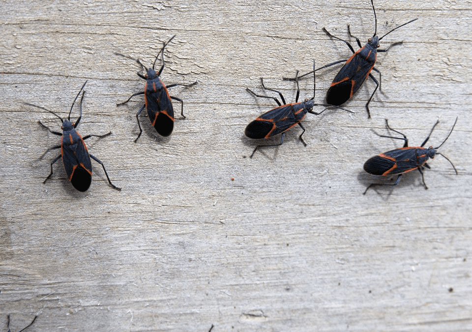 Boxelder Bugs — Pittsburgh, PA — Complete Pest Control Services
