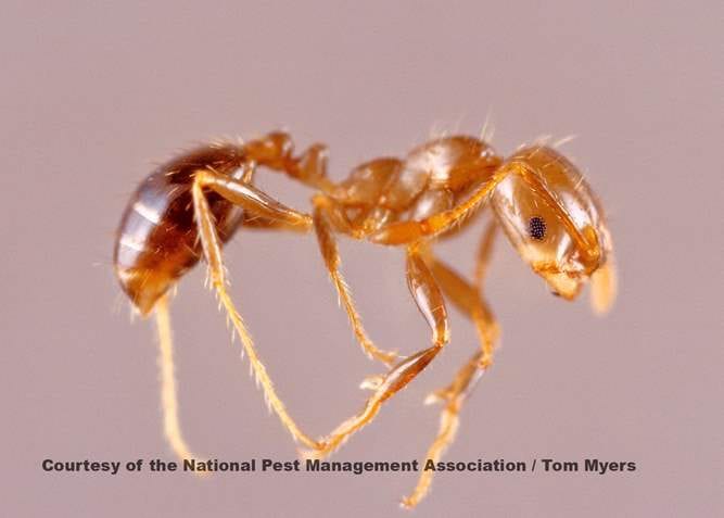 Fire Ant — Pittsburgh, PA — Complete Pest Control Services