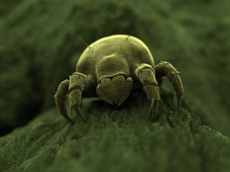 Dust Mites — Pittsburgh, PA — Complete Pest Control Services