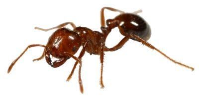 A Fire Ant — Pittsburgh, PA — Complete Pest Control Services