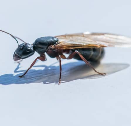 Flying Ant — Pittsburgh, PA — Complete Pest Control Services