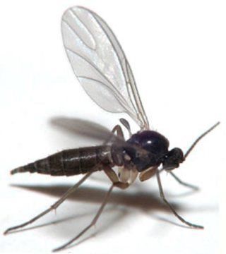 Get Rid Of Gnat — Pittsburgh, PA — Complete Pest Control Services