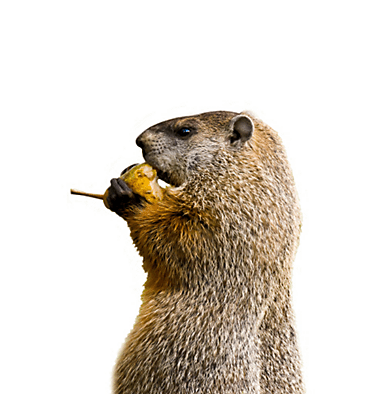 Groundhog — Pittsburgh, PA — Complete Pest Control Services