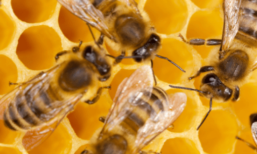 Bees On Beehive — Pittsburgh, PA — Complete Pest Control Services