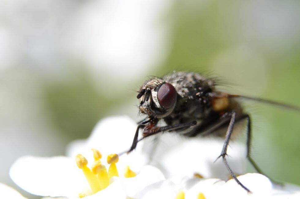 Fly On Food — Pittsburgh, PA — Complete Pest Control Services