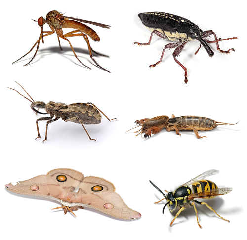 Different Flying Insects — Pittsburgh, PA — Complete Pest Control Services