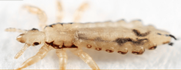 Lice — Pittsburgh, PA — Complete Pest Control Services
