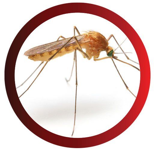 Brown Mosquito — Pittsburgh, PA — Complete Pest Control Services