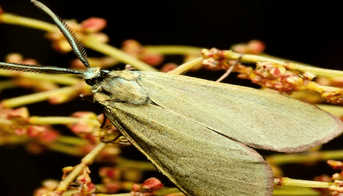 Green Forester Moth — Pittsburgh, PA — Complete Pest Control Services