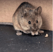 Mice Eating Nut — Pittsburgh, PA — Complete Pest Control Services