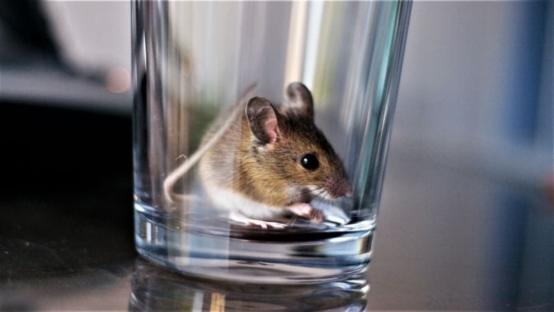Mice On The Glass — Pittsburgh, PA — Complete Pest Control Services
