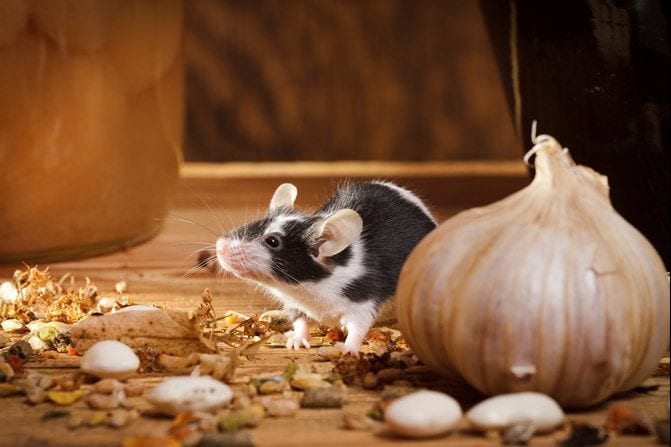 Black And White Mice — Pittsburgh, PA — Complete Pest Control Services