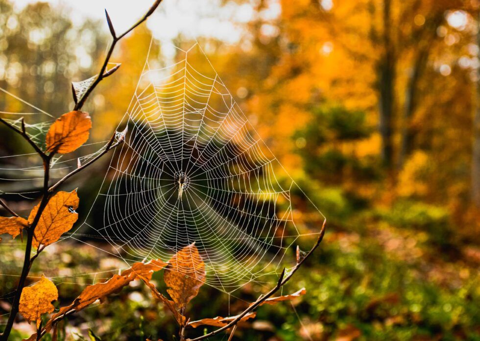 Spider Web — Pittsburgh, PA — Complete Pest Control Services