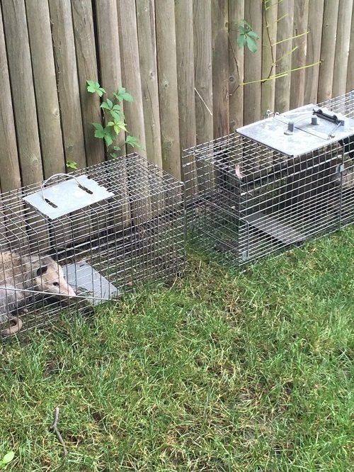 Opossum On Cage — Pittsburgh, PA — Complete Pest Control Services