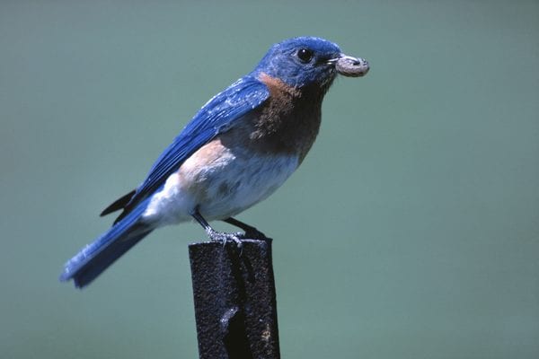 Blue Bird — Pittsburgh, PA — Complete Pest Control Services
