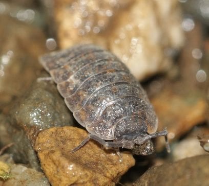 Pill Bug — Pittsburgh, PA — Complete Pest Control Services