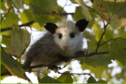Opossum On Tree — Pittsburgh, PA — Complete Pest Control Services