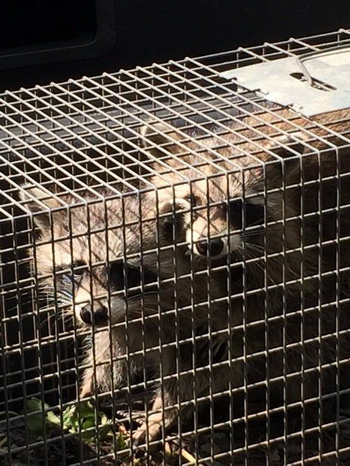 Racoons On Cage — Pittsburgh, PA — Complete Pest Control Services