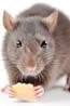 Rat — Pittsburgh, PA — Complete Pest Control Services