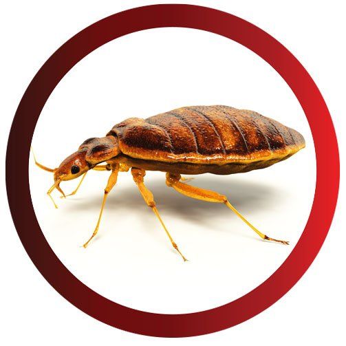 Bed Bug — Pittsburgh, PA — Complete Pest Control Services