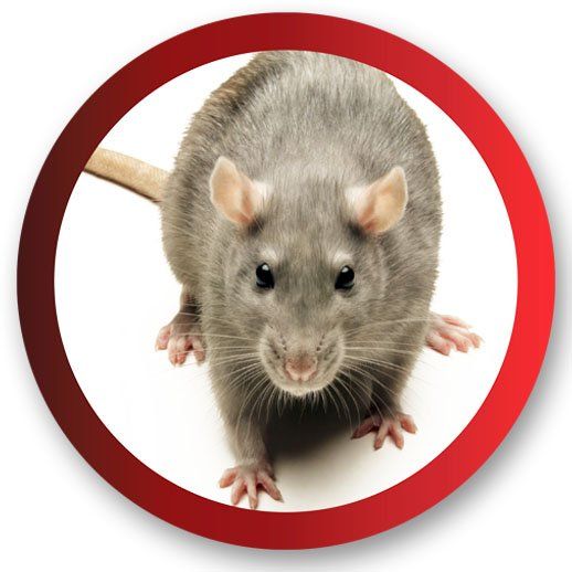 Rodent Terminator — Pittsburgh, PA — Complete Pest Control Services