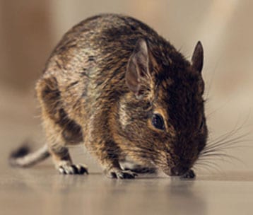 Rodent Control — Pittsburgh, PA — Complete Pest Control Services