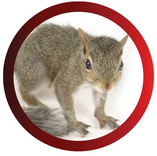 A Squirrel — Pittsburgh, PA — Complete Pest Control Services