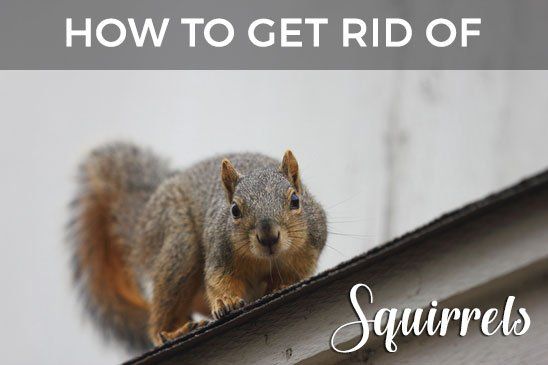 Squirrels In The Attic — Pittsburgh, PA — Complete Pest Control Services