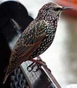 Pigeons Starlings Woodpeckers — Pittsburgh, PA — Complete Pest Control Services