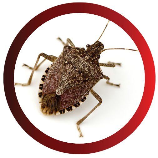 A Stink Bug — Pittsburgh, PA — Complete Pest Control Services