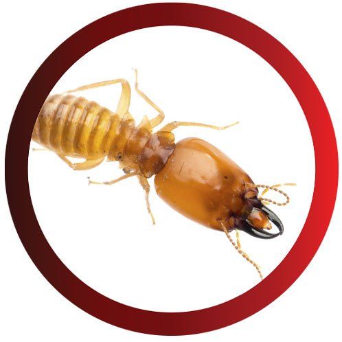 Soldier Termite — Pittsburgh, PA — Complete Pest Control Services
