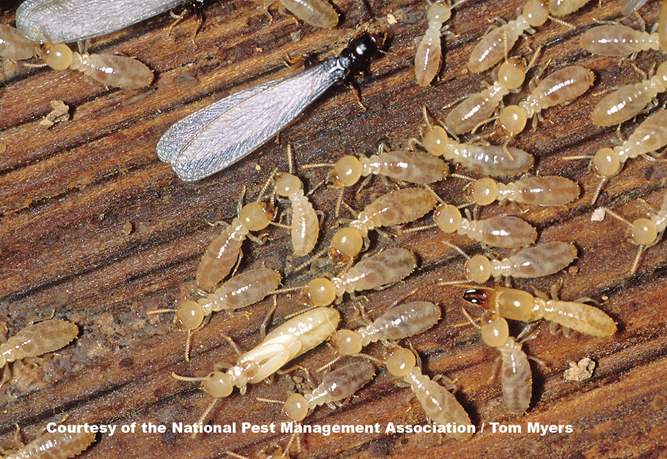 Termite Swarming — Pittsburgh, PA — Complete Pest Control Services
