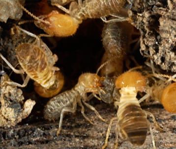 Termite Control — Pittsburgh, PA — Complete Pest Control Services