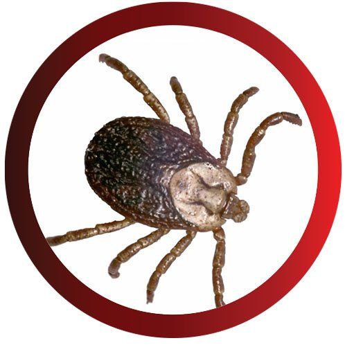 A Tick — Pittsburgh, PA — Complete Pest Control Services