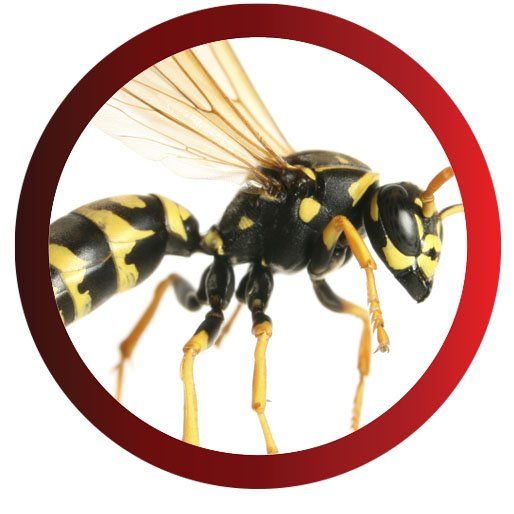 A Wasp — Pittsburgh, PA — Complete Pest Control Services