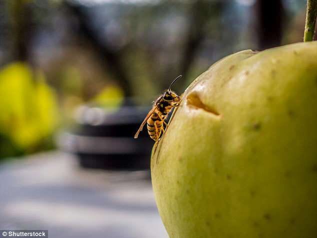 Bee On Fruit — Pittsburgh, PA — Complete Pest Control Services