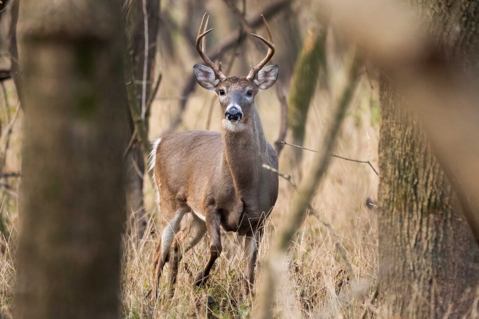 Deer On Woods — Pittsburgh, PA — Complete Pest Control Services